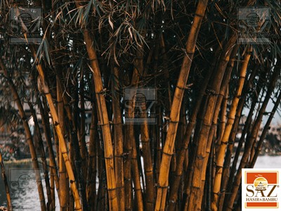 Bambu Nedir 