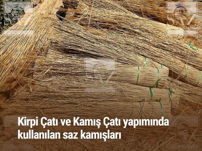 Saz Kamışı Nerelerde Yetişmektedir?